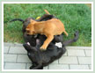 There were also puppy dogs presented.